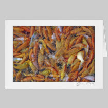 Fish cards