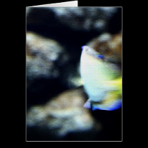 Fish cards
