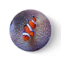 fish,clown fish pins