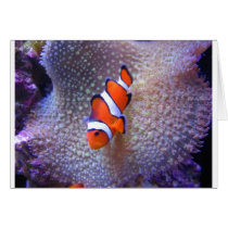fish,clown fish card