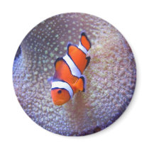 fish,clown fish refrigerator magnet