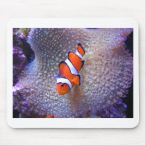 fish,clown fish mouse mats