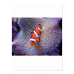 fish,clown fish post card