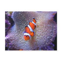 fish,clown fish postcards