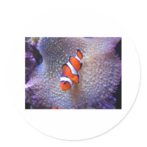 fish,clown fish round stickers