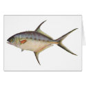 Fish - Dart - Trachinotus botla cards