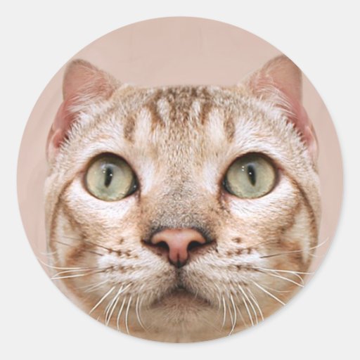 Fish eye cat face classic round sticker Zazzle