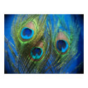 fish eye Peacock Feather still life poster print