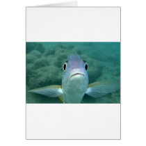 Fish Face cards