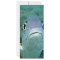 Fish Face Rack Card Design