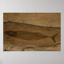 Fish Fossil Posters