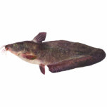 Fish - Freshwater Catfish - Tandanus tandanus t-shirts