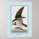 Fish Hawk or Osprey Poster