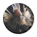fish in depths of ocean magnets