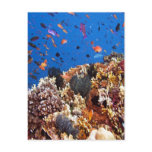 Fish in Fiji Waters Postcard