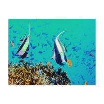 Fish in Fiji Waters Postcard by Natures_Best_Images Fish in Fiji Waters Postcard