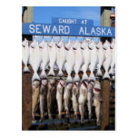 Fish in Seward, Alaska Post Card