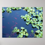 fish in water print