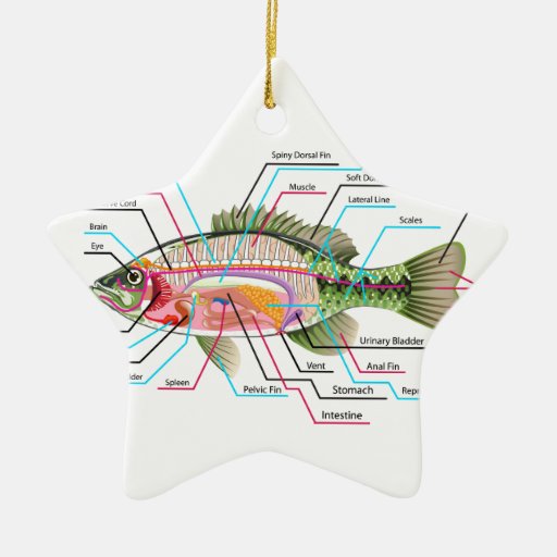 Fish+Internal+Organs+Diagram Fish internal organs Vector Art diagram Anatomy Ceramic Ornament ...