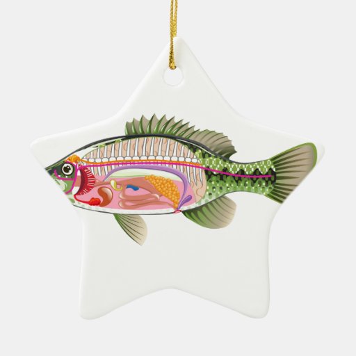 Fish+Internal+Organs+Diagram Fish internal organs Vector Art diagram Anatomy Ceramic Ornament ...