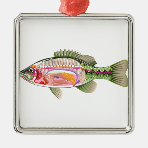 Fish+Internal+Organs+Diagram Fish internal organs Vector Art diagram Anatomy Metal Ornament ...