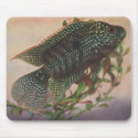 Fish - Jack Dempsey - Archocentrus octofasciatus mousepads