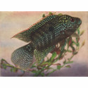 Fish - Jack Dempsey - Archocentrus octofasciatus t-shirts