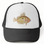 Fish - John Dory - Zeus faber Hats