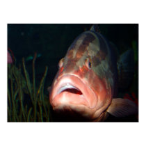 Fish Kiss Posters