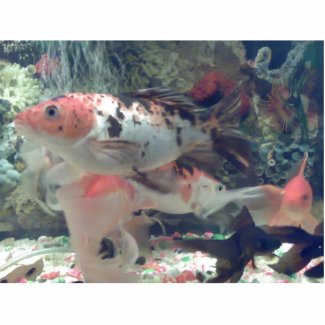 Fish Koi Design Photo Sculpture photosculpture