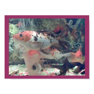 Fish Koi Design Print print