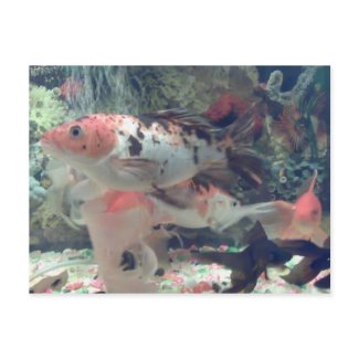 Fish Koi Postcard postcard