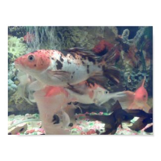 Fish Koi Poster print