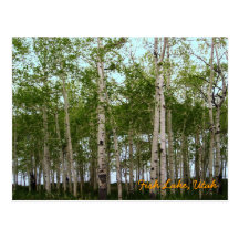Fish Lake, Utah Postcard