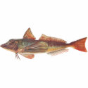 Fish - Latchet - Chelidonichthys kumu t-shirts