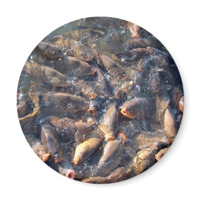 fish refrigerator magnets by cinda07