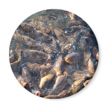 fish magnets by cinda07 fish magnets