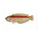 Fish - Maori Wrasse - Ophthalmolepis lineolatus posters