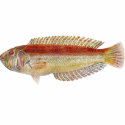 Fish - Maori Wrasse - Ophthalmolepis lineolatus t-shirts