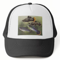 Fish - Mollies - Poecilia sphenops hats