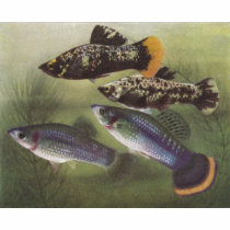Fish - Mollies - Poecilia sphenops t-shirts