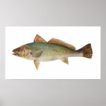 Fish - Mulloway - Sciaena antarctica Print