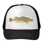 Fish - Murray Cod - Maccullochella macquariensis Hat