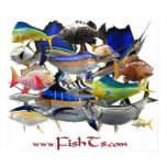 Fish of the Gulf-Huge Poster