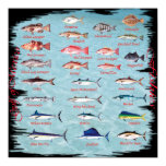 Fish of the Gulf Poster