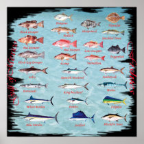 Fish of the Gulf Poster posters