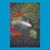 Fish on Canvas posters