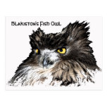 Fish Owl bust postcard