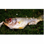 fish photo sculpture