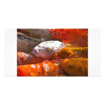 fish photocard customized photo card